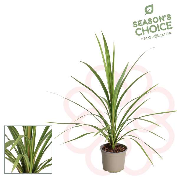 Picture of CORDYLINE INDIVISA PEKO