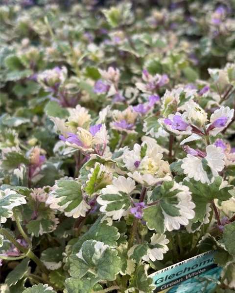 Picture of Glechoma hederacea