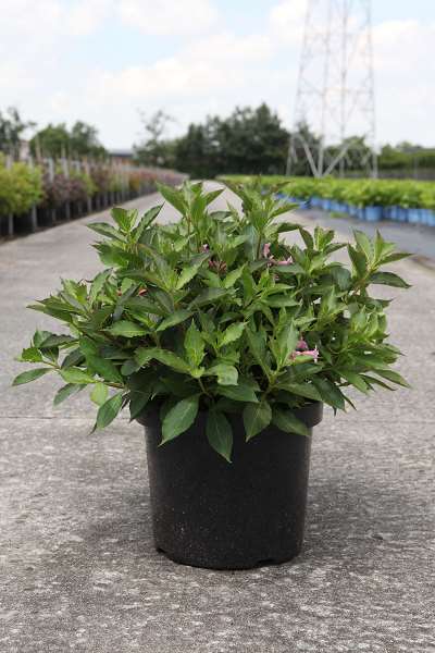 Picture of Weigela florida pink poppet
