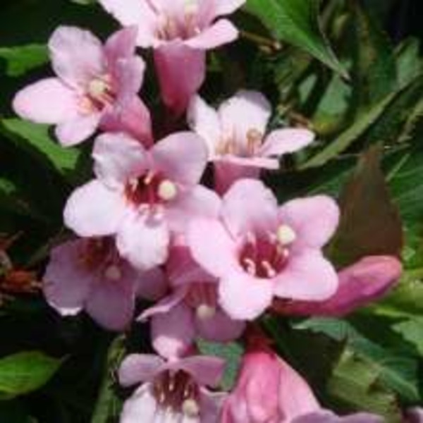 Picture of WEIGELA FLORIDA PINK POPPET