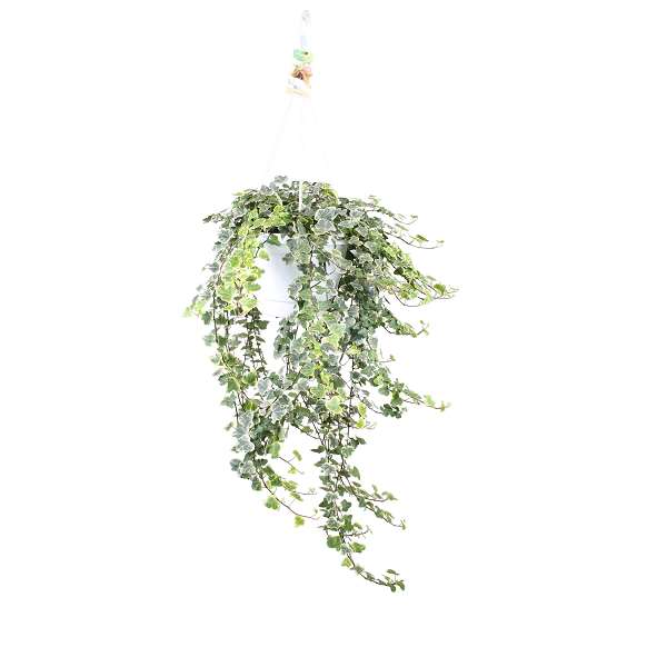 Picture of Hedera helix xxl white wonder in hanging basket