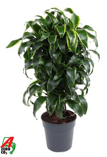 Picture of Dracaena fragrans dorado