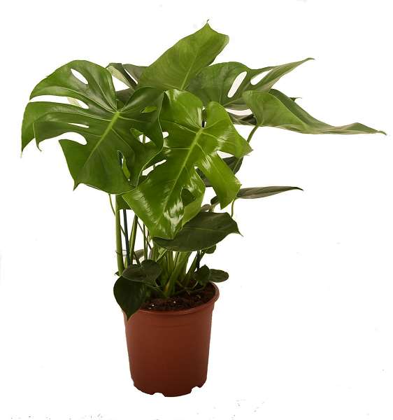 Picture of MONSTERA DELICIOSA