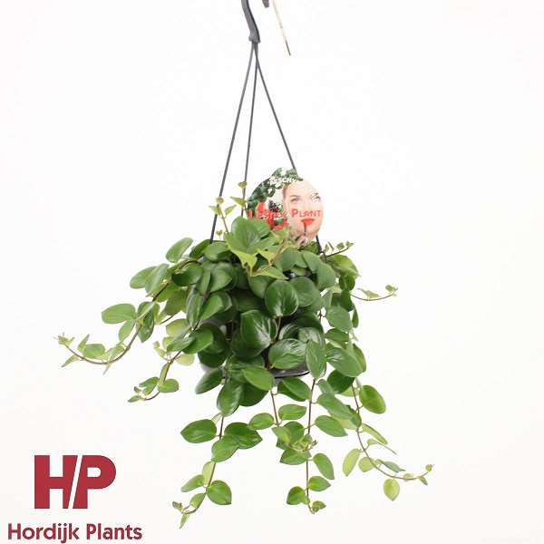 Picture of AESCHYNANTHUS THAI PINK IN HANGING BASKET