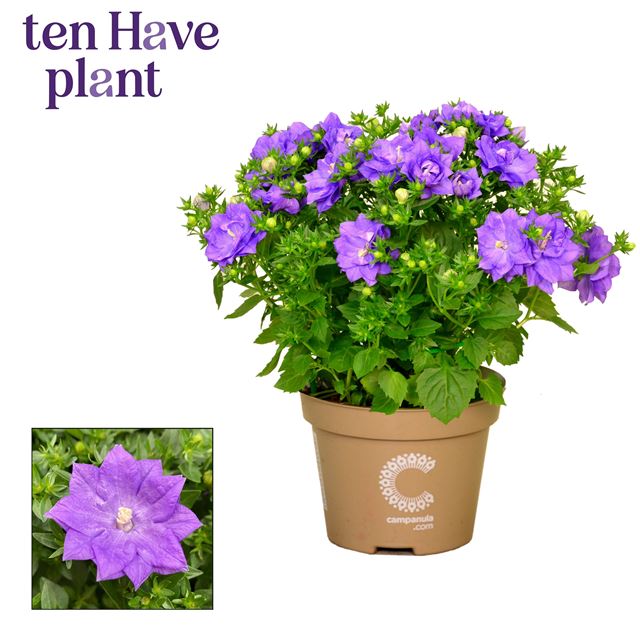 Picture of Campanula isophylla dublin blue