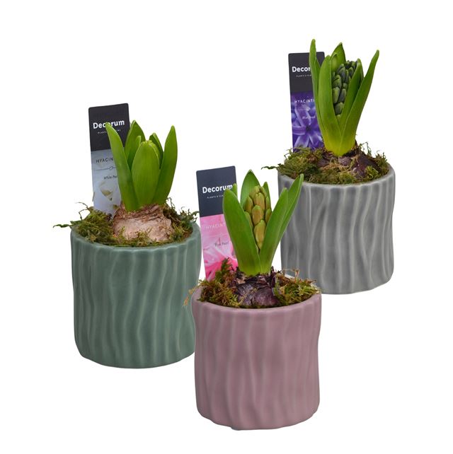 Picture of HYACINTHUS 01BULB CERAMIC