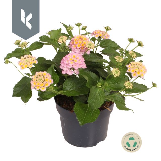 Picture of Lantana camara havana pink