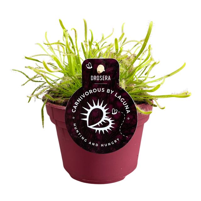 Picture of DROSERA CAPENSIS WHITE