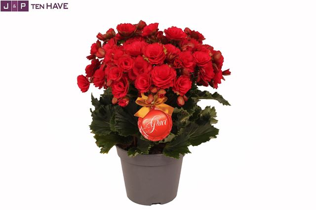 Picture of BEGONIA GRACE WINTER RED
