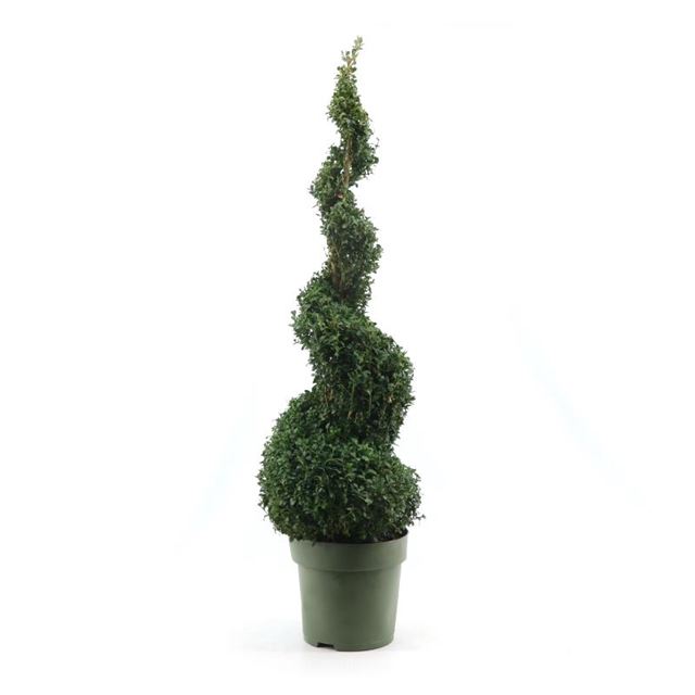 Picture of BUXUS SEMPERVIRENS SPIRAL 90CM