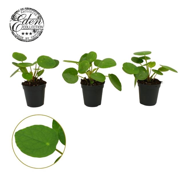 Picture of Pilea peperomioides