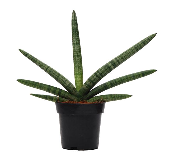 Picture of SANSEVERIA CYLINDRICA SKYLINE