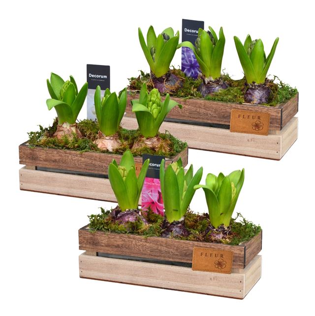 Picture of HYACINTHUS 03BULBS WOODEN BOX