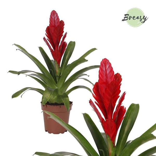 Picture of VRIESEA INTENSO RED