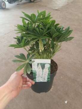 Picture of Lupinus
