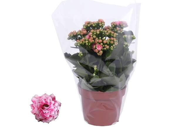 Picture of KALANCHOE ROSALINA LIGHT PINK / WHITE