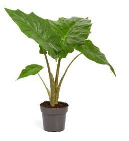 Picture of ALOCASIA PORTODORA