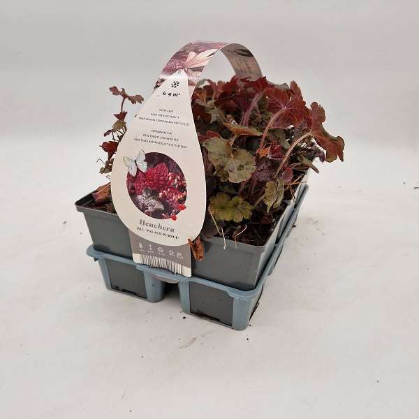 Picture of HEUCHERA PALACE PURPLE 06-PACK