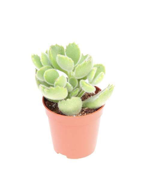 Picture of Cotyledon ladysmithiensis