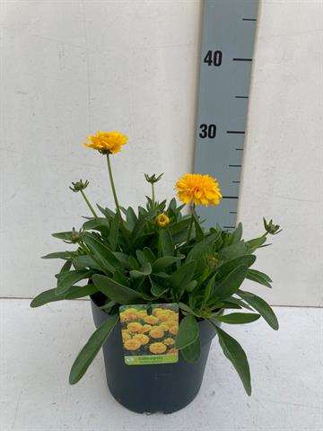 Picture of Coreopsis golden sphere