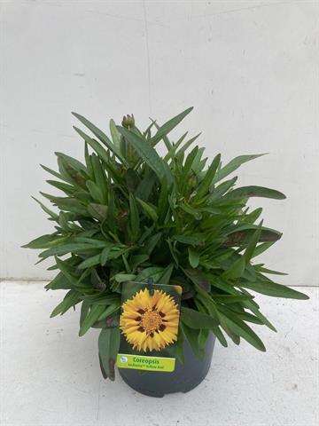 Picture of Coreopsis andiamo