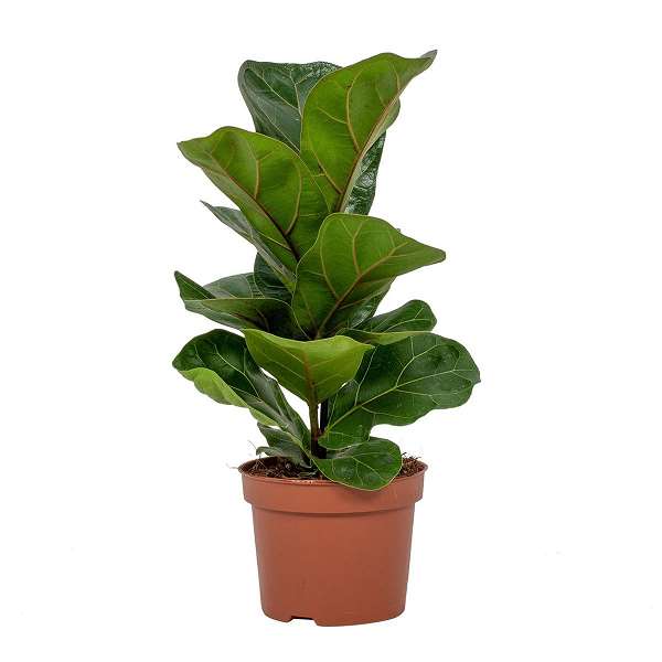 Picture of FICUS LYRATA