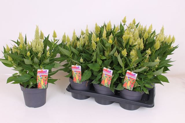 Picture of Celosia kelos fire lime