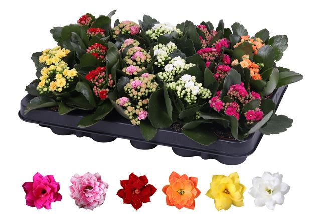 Picture of KALANCHOE DOUBLE MIX