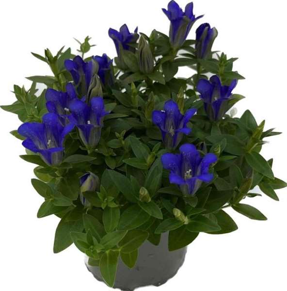 Picture of GENTIANA SCABRA LUIS