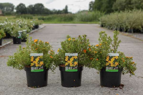 Picture of POTENTILLA FRUTICOSA BELLA SOL