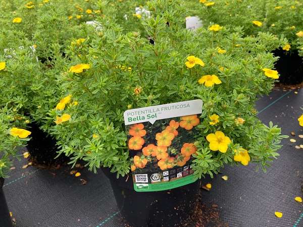 Picture of POTENTILLA FRUTICOSA BELLA SOL