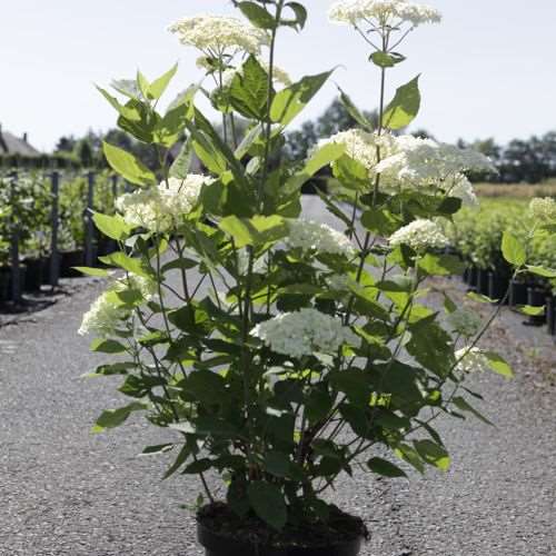 Picture of Hydrangea arb  lime rickey