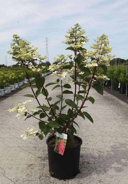 Picture of Hydrangea pan  wim's red