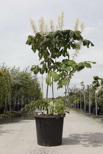 Picture of AESCULUS PARVIFLORA