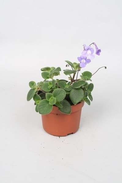 Picture of Streptocarpus saxorum