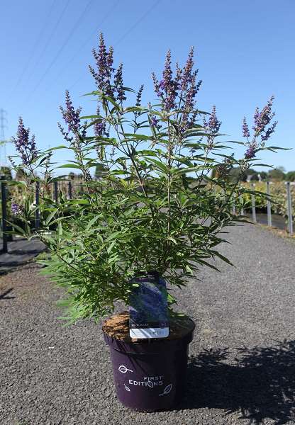 Picture of VITEX AGNUS-CASTUS DELTA BLUES