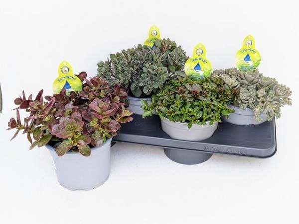 Picture of SEDUM SAVE WATER MIX