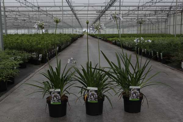 Picture of AGAPANTHUS AFRICANUS TWISTER