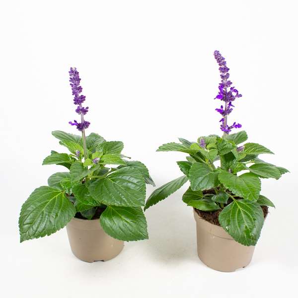 Picture of SALVIA FARINACEA MYSTY