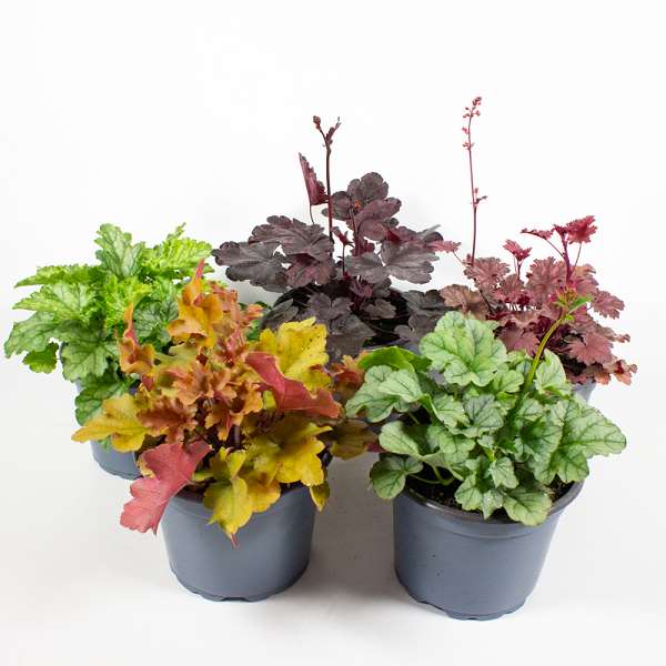 Picture of HEUCHERA MIX