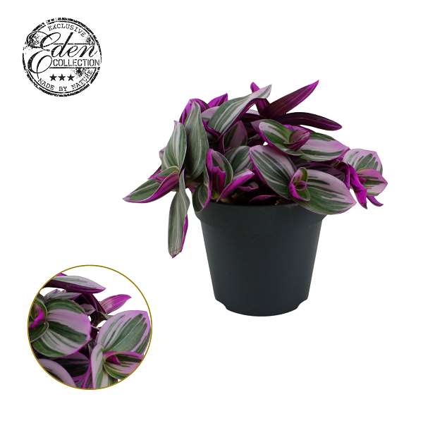 Picture of Tradescantia nanouk