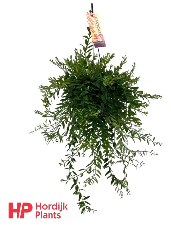 Picture of Aeschynanthus japhrolepis in hanging basket