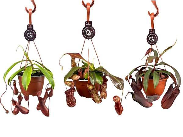 Picture of NEPENTHES MONKEY JARS MIX HANGING BASKET