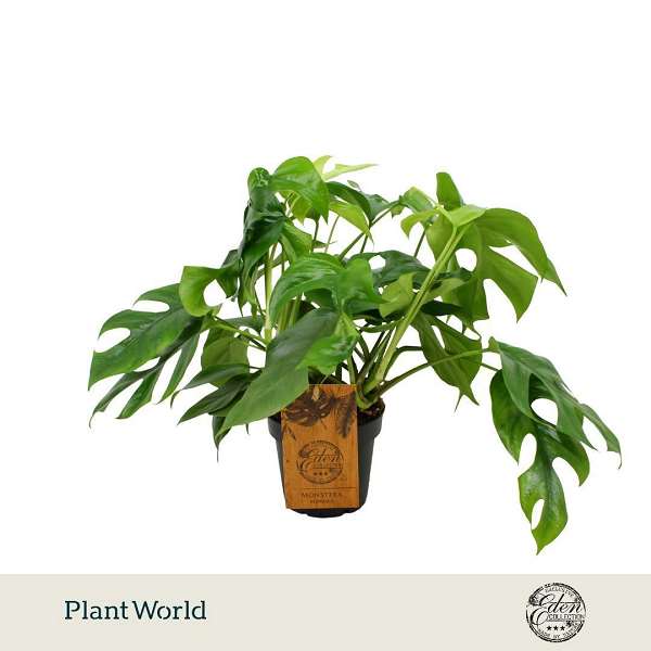 Picture of Monstera deliciosa minima