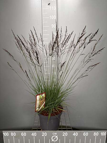 Picture of MOLINIA CAERULEA EDITH DUDSZUS