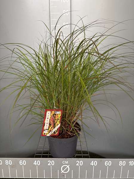 Picture of MISCANTHUS SINENSIS RED CHIEF
