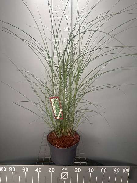 Picture of MISCANTHUS SINENSIS GRACILLIMUS