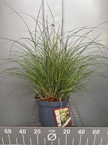 Picture of Miscanthus sinensis adagio