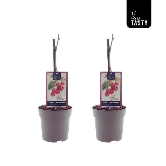 Picture of Rubus schonemann