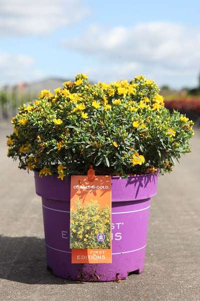 Picture of HYPERICUM KALMIANUN COBALT-N-GOLD